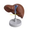 Modèle d'anatomie du foie W89C pour modèle anatomique éducatif du foie