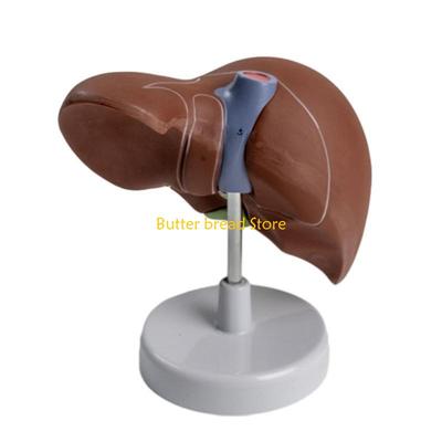 W89C Leberanatomie-Modell für das pädagogische anatomische Lebermodell