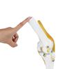 Life Size Human Knee Joint Model for Skeleton Anatomy Study Teach with Ligament Model Knee Joint Anatomy Model Knee Joint Model