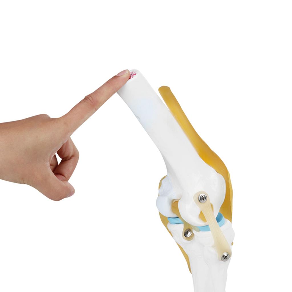 Life Size Human Knee Joint Model for Skeleton Anatomy Study Teach with Ligament Model Knee Joint Anatomy Model Knee Joint Model