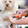 Dog Nail Filer Electric Kitten Paws Trimmers USB Rechargeable Quiet 5-Speed Grinder Electric Paw Care Tool For Pets Dog Cat