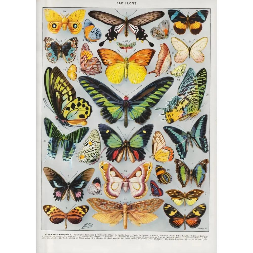Arte Murale Classica Vintage Piante Fungo Fiore Medicinale Insetto Farfalla Verdura Zucca Carota Tela Poster ad Olio e Stampe