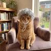 Lockige Haustier-Afro-Perücke Elastisches Band Katzen-Cosplay Kopfbedeckung Katze Lustiges Kopfstück Partys