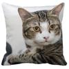 Pillowcase Cute Pet Cat Sleeping Bubble Black Kids Gift Cushion Cover Sofa Living Room Home Decor Custom