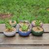 2025 Flower Pot Delicate Practical Ceramic Compact Mini Simple Succulent Plant Planter for Home FlowerPot