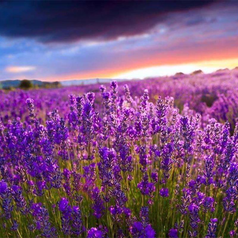 12 Pcs Dried Lavender Sachets Drawers Freshener for Drawers and Closets for Fresh Scents Closet Deodorizer Freshener Dur