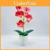 Pianta Artificiale Phalaenopsis Aphrodite Con Fiori di Seta Per Arredamento Casa e Idea Regalo