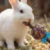 Rabbits Toothbrush Candy Flower Toothbrush Grass Ball Toothbrush Toy