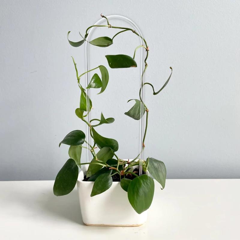 5pcs U-shaped acrylic plant climbing frame, transparent and durable, suitable for indoor vine and flower pot support