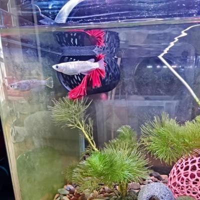 Aquarium Tunnel Aquarium Fish Hideout Hollow Tube 3D-Printed Ornamental Habitat Shrimp Hiding Places Hollow Tube