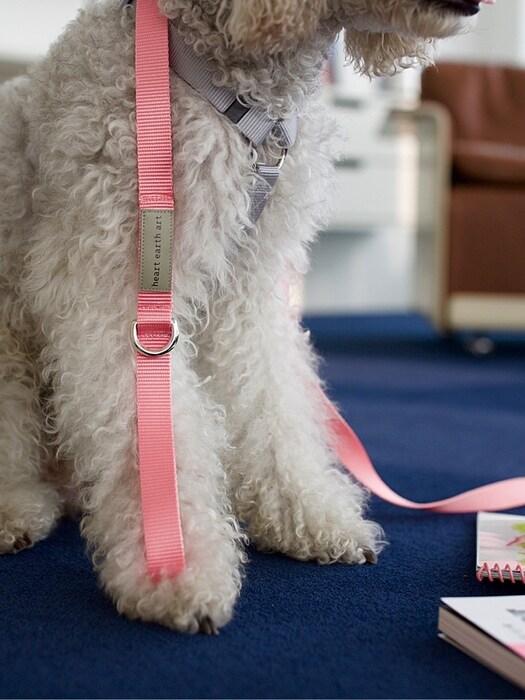 heart earth art H-Type Harness & Leash SET BEIGE HARNESS