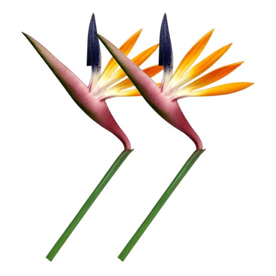 

2шт поддельные цветы яркие многоцелевые портативные красивые райские птицы для балкона фиолетовый