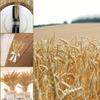 Set of 50 Premium Natural Dried Wheat Flowers for Decoration, Perfect for DIY Floral Arrangements, Ideal for Farmhouse Decor, Centerpiece for Tables