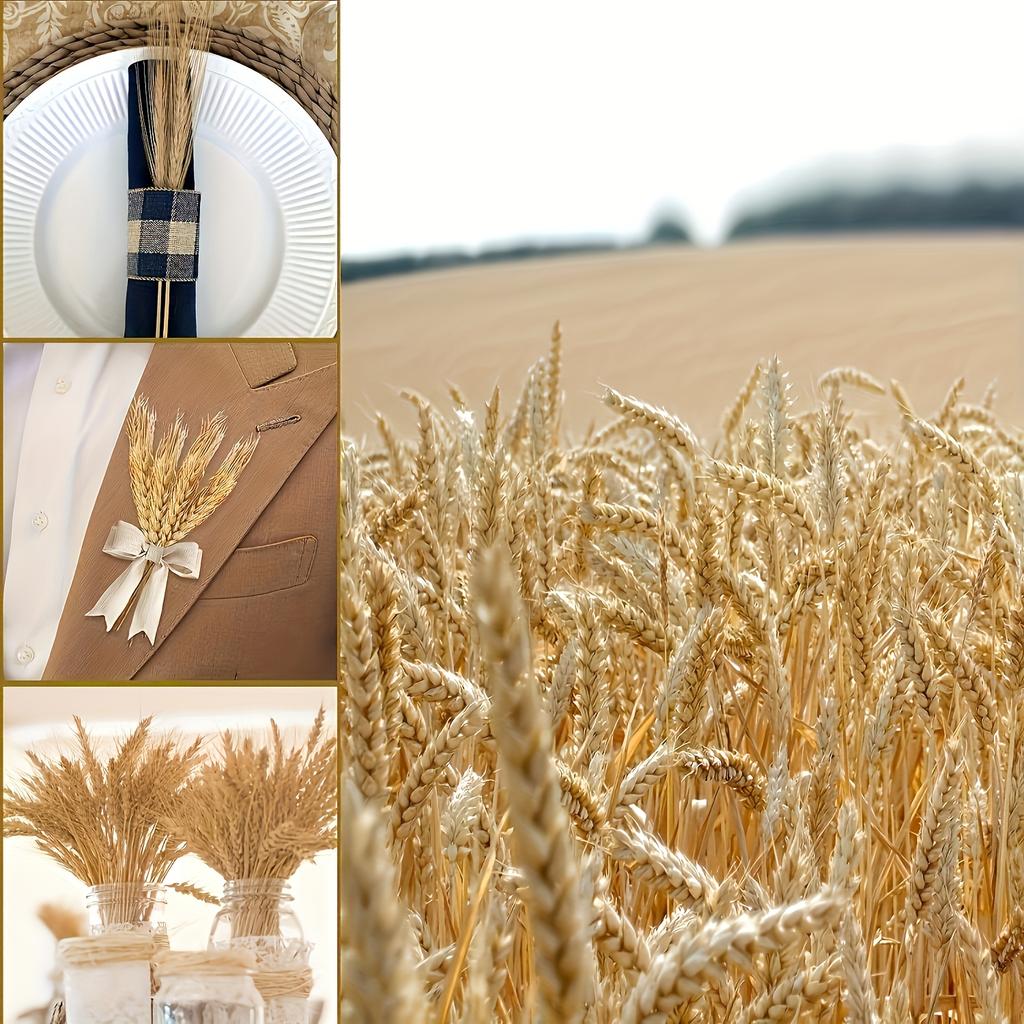 Set of 50 Premium Natural Dried Wheat Flowers for Decoration, Perfect for DIY Floral Arrangements, Ideal for Farmhouse Decor, Centerpiece for Tables