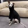 Black Dog Undershirt High-Neck Italian Greyhound Clothing Doberman Pinscher 2-leg Soft Clothing Dogs Winter Breathable Clothes
