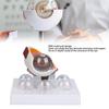 Human Eyeball Model Realistic Details Multi Parts Sturdy Educational Accurate Display Eye Anatomy Model Enlarged for Display