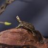 Handcrafted Longevity Turtle Ornament - Solid Old-Fashioned Tea Pet Gift for the Home
