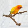 Natural Grapewood Parrot Perch Stand - Multi-Functional Bird Toy for Chewing, Claw Grinding, Play - Safe & Stable