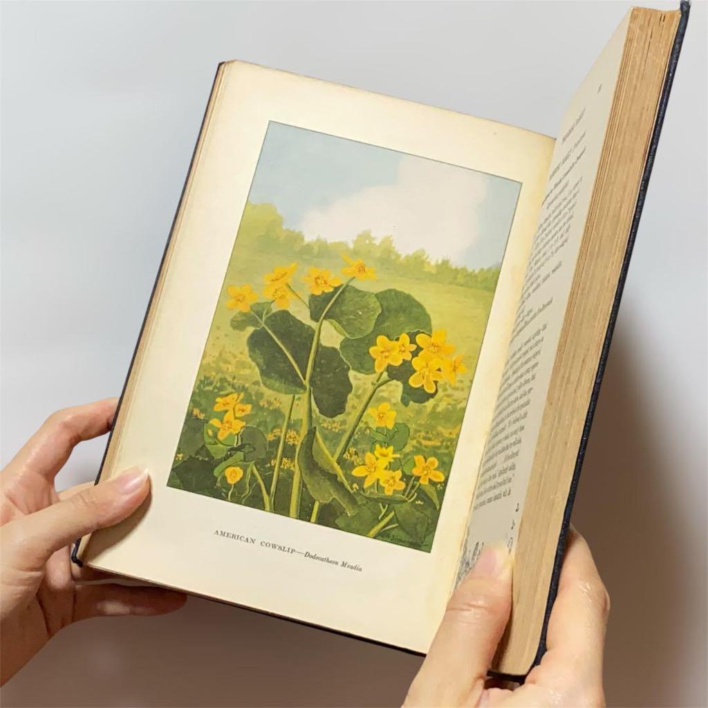 [USED] Rare American Vintage Antique Wild Plant Encyclopedia