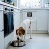Feeding Dog Reminder Acrylic Magnetic Pet Supplies Magnets Dog Feeding Reminder Sign For Food Home Apartment Kitchen Door Daily