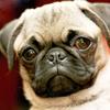 5D DIY Diamond Painting Dog Diamond Embroidery Animal Scenery Cross Stitch Full Round Drill Home Decor Manual Art Gift
