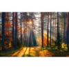 Autumn Sunshine Forest Wallpaper Natural Forest Mural Modern Living Room Bedroom Backdrop Wall Mural