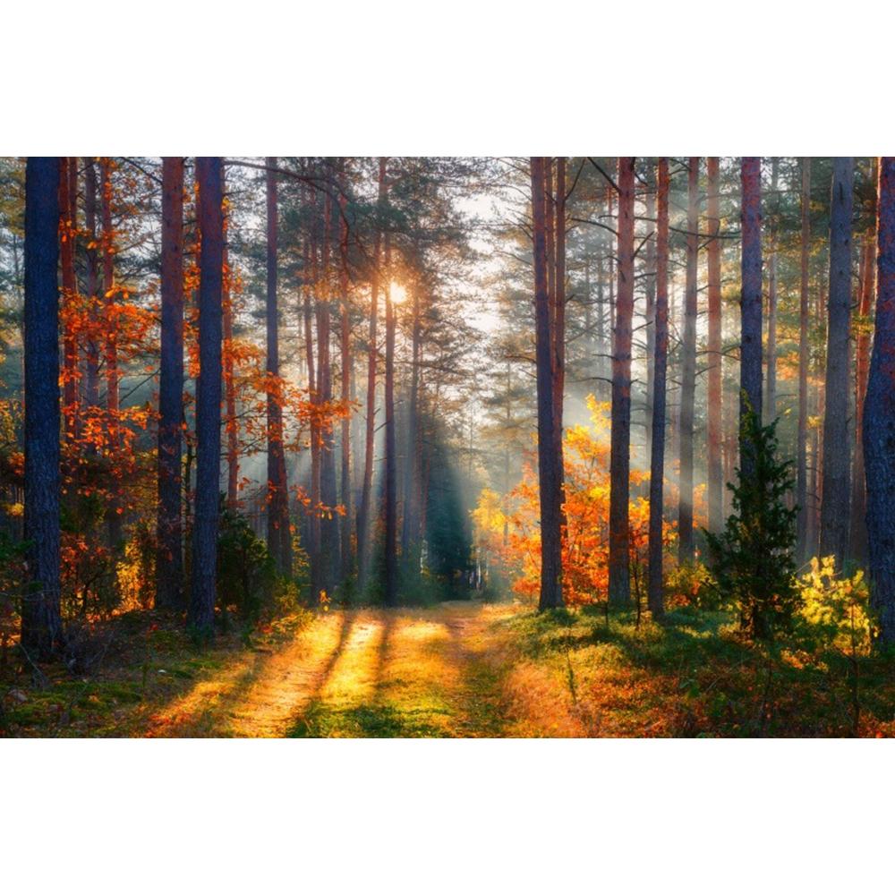 Autumn Sunshine Forest Wallpaper Natural Forest Mural Modern Living Room Bedroom Backdrop Wall Mural