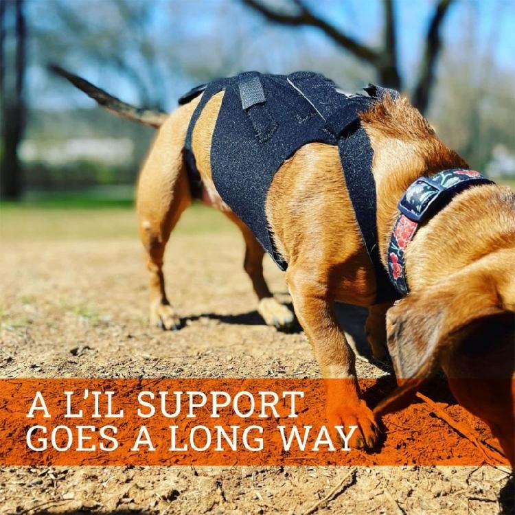 Dog Back Bracer Aid Recovery Flexible and Lightweight Promote Healing