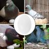 30Pcs Solid Plastic Pigeon Eggs Realistic Weight Safe Non Toxic for Egg Pigeon Breeding Aid Simulation Bird