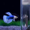 Aquarium Betta Spiegel Aquarium Schwimmender Runder Spiegel für Fische Betta Flowerhorn Cichlide Training