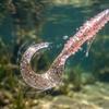 Soft Fishing Lure 5cm Bionic Worm Tail Curly Tail Swimbait for Bass Fishing Texas Rig and Jig Head Compatible