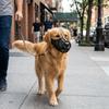 Breathable Mesh Puppy Mouth Cover Washable Dog Face Cover Portable Dog Muzzle  Pet Supplies