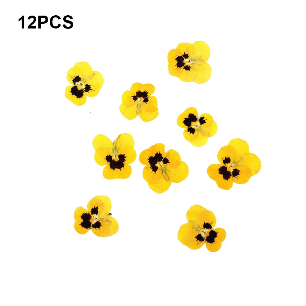 12 Piezas Manualidades Estilo Simple Hacer Accesorios Maquillaje Adorno Flor Prensada Manualidad Joyería Decoración Accesorio