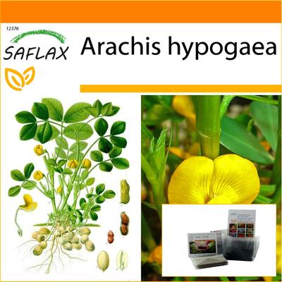 Garden in the Bag – Erdnusspflanze – 8 Samen – Mit Substrat im passenden Standbeutel – Arachis hypogaea
