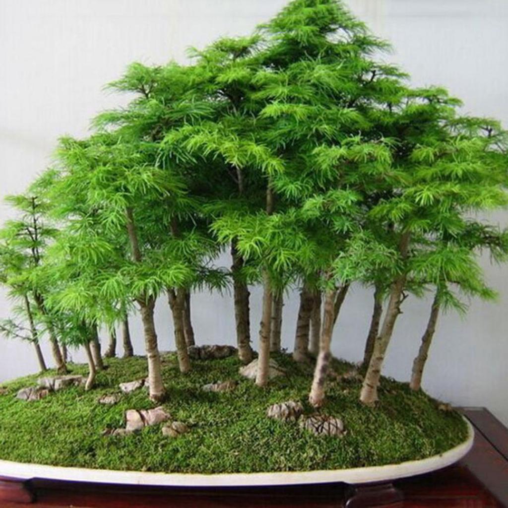 20 Stck japanische Weikiefer Pinus Parviflora Grnpflanzen Mini Baum  Bonsai Samen  zu niedrigen Preisen im Onlineshop Joom kaufen