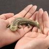 Giant Salamander (Andrias Davidianus) Brass Figurine, Decorative Table Ornament, Tea Pet, Suitable For Living Room Or Study, Copper Craft.