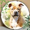 Retro Pitbull Dog Watercolor Art Round Metal Tin Plaque American Pit Bull Terrier Wall Sign Farmhouse Porch Bedroom Pet Themed