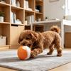 Pet Toy with Sound-producing Design Durable Latex Chew Toy Teeth Grinding And Gum Massage Toy for Small