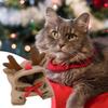 Small Dog Hoodie Reindeer Outfit Pet Clothes For Winter Birthday Christmas Party Indoor Activities Daily Wear