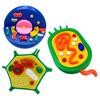 Model Profesional de Anatomie Celulară Animală și Vegetală Pentru Învățământ la Clasǎ și Studiu în Laboratorul de Științe Biologice