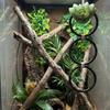 Terrarium Exercise Rings for Pet Snake Reptiles Safe And Engaging Climbing Toy For Pet Lizards And Small Animals
