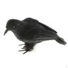 Black Feathered Small Crows Birds Ravens for Halloween