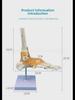 Adult 1:1 Human Foot Joint Model with Ligaments for Anatomy and Surgery Education