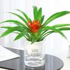 Anthurium Potted Plant with Good Morning Pot