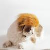 Crazy Costume Eye-catching Cat Yellow Wig Novelty DIY Trimming Cat Headdress Polyester Adjustable Dog Wig Party Dress-Up
