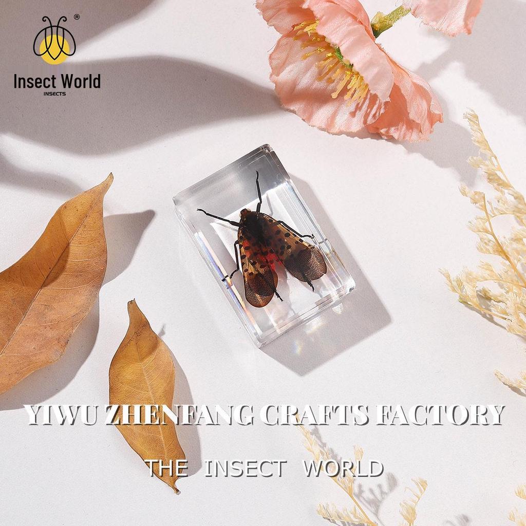 Okazy Owadów: Prawdziwy Pająk, Skorpion, Osa Błotna w Przezroczystej Żywicy do Nauczania i Dekoracji