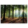 Canvas Print Forest Landscape Nature