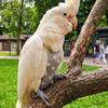 Breathable Bird Flight Suits Escape Proof Bird Flight Clothes Parrot Flying Harness  Pet Walking