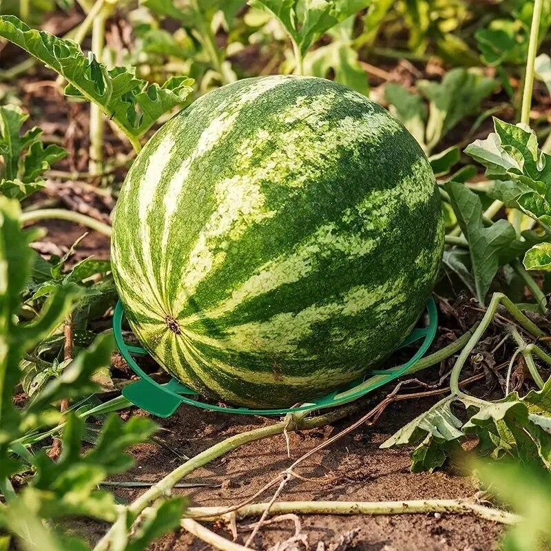 Gartenarbeit Melonen- und Obsttablett, Haushalts-Wassermelonen-Tablett, Gartenobst-Fäulnisschutzhalterung, Stabiles Kunststofftablett, Wassermelone Sie