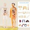 3D Human Body Torso Model For Kid, Anatomy, Skeleton, Removable, Simulation, Organ And Skeleton, Detachable Bone Body Models New